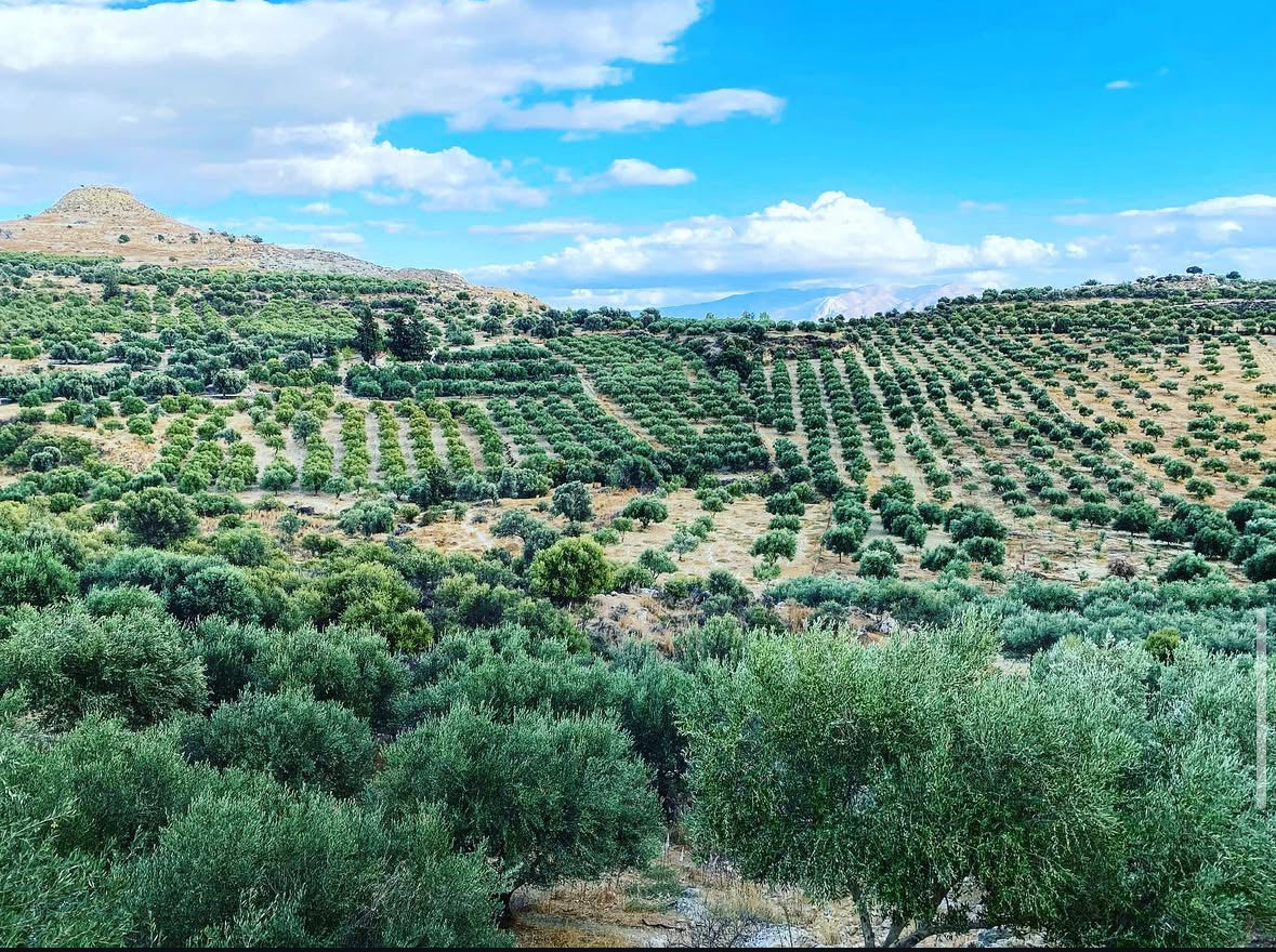 Mama Crete extra natives Olivenöl - Premium Qualität von Kreta für Küche und Salate