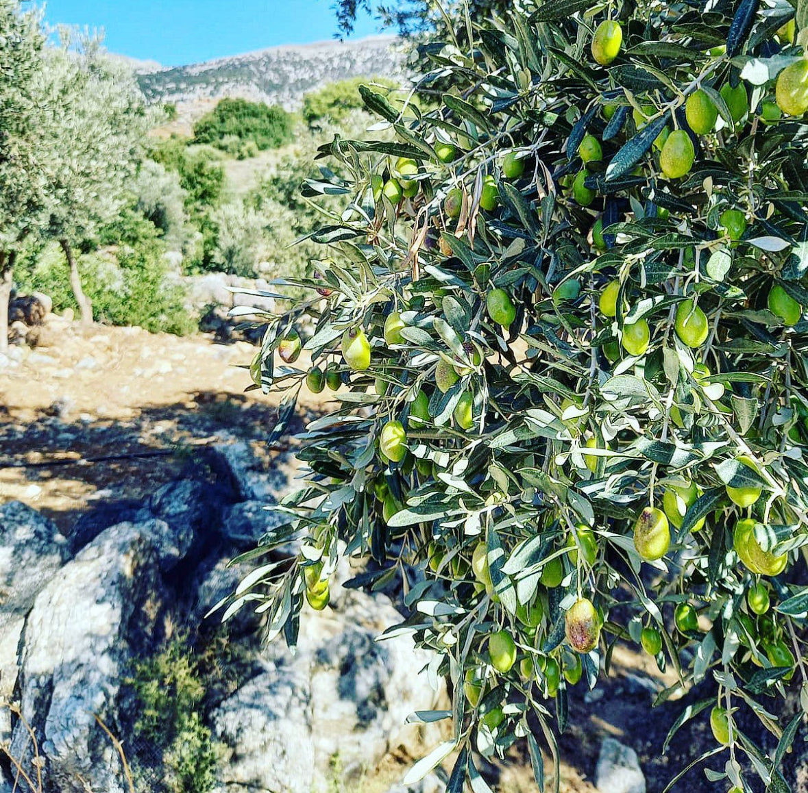 Mama Crete extra natives BIO Olivenöl – Flasche, Premium Olivenöl aus Kreta